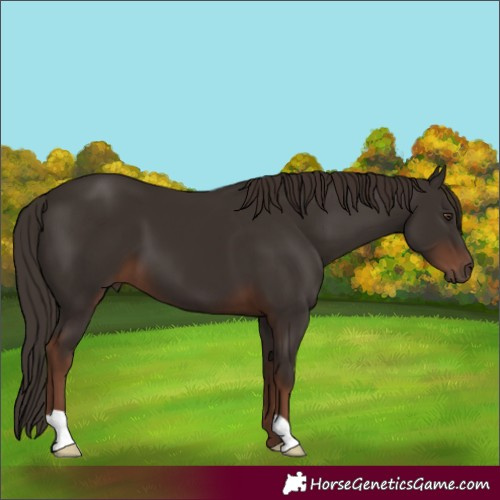 Horse Color:Liver Chestnut