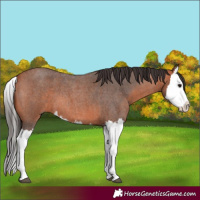 Horse Color:Bay Roan Splash
