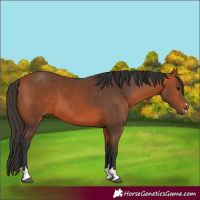 Horse Color:Bay 