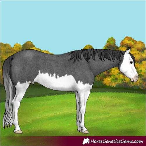Horse Color:Blue Roan Splash 