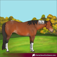 Horse Color:Bay Tobiano 