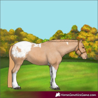 Horse Color:Chestnut Tobiano Appaloosa 