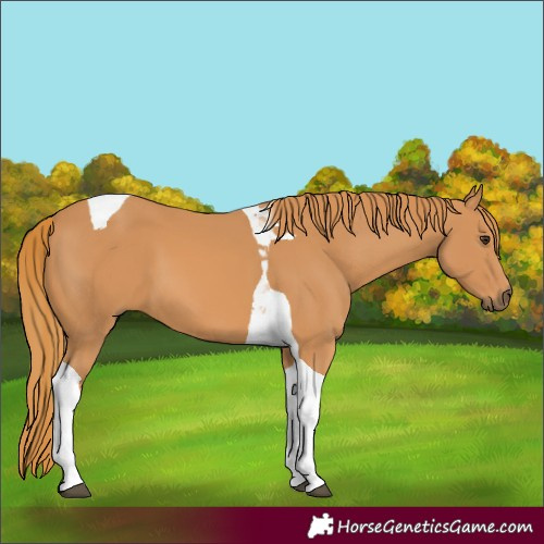 Horse Color:Chestnut Tobiano