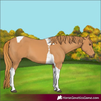Horse Color:Chestnut Tobiano