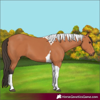 Horse Color:Bay Tobiano 