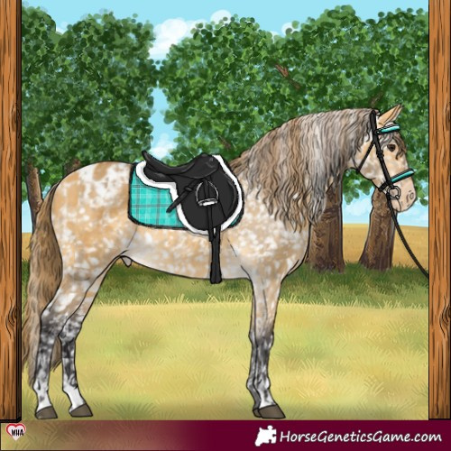 Horse Color:Buckskin Dun Appaloosa  and Buckskin Dun Appaloosa 