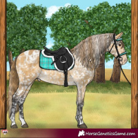 Horse Color:Buckskin Dun Blanket  and Buckskin Dun Blanket 