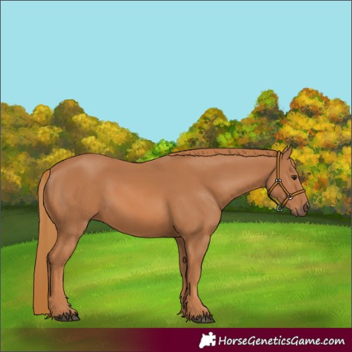 Horse Color:Chestnut 