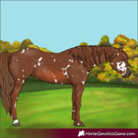 Horse Color:White Spotted Chestnut 