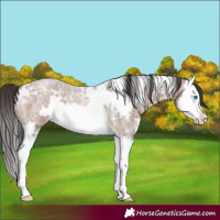 Horse Color:White Spotted Bay Roan Splash 