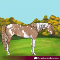 Horse Color:White Spotted Red Dun Tobiano