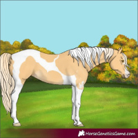 Horse Color:Palomino Tobiano