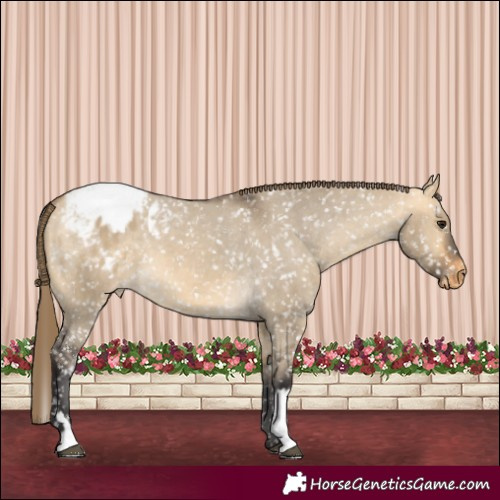 Horse Color:Buckskin Dun Appaloosa and Buckskin Dun Appaloosa