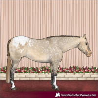 Horse Color:Buckskin Dun Appaloosa  and Buckskin Dun Appaloosa 