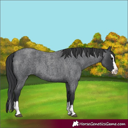 Horse Color:Blue Roan Splash 