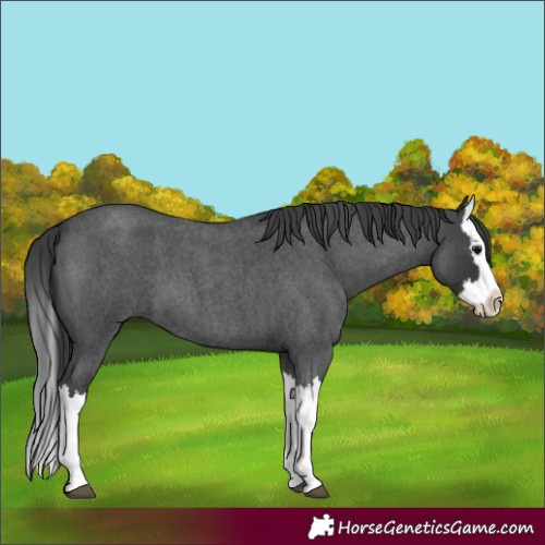 Horse Color:Blue Roan Splash 