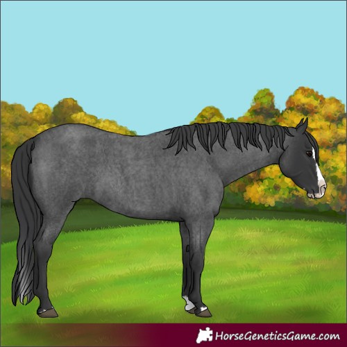 Horse Color:Blue Roan Splash 