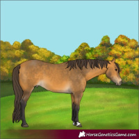 Horse Color:Buckskin 