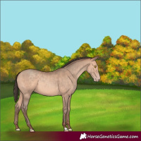 Horse Color:Amber Champagne 