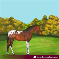 Horse Color:Bay Tobiano Appaloosa 