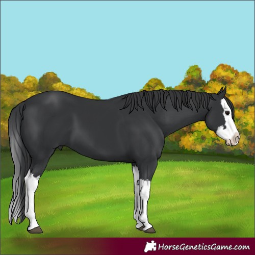 Horse Color:Black Splash 