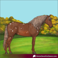 Horse Color:White Spotted Chestnut 