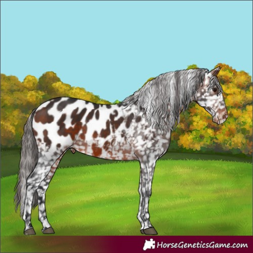 Horse Color:Bay Appaloosa 