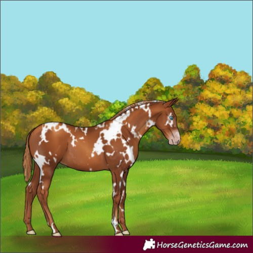 Horse Color:Gray White Spotted Gold Champagne