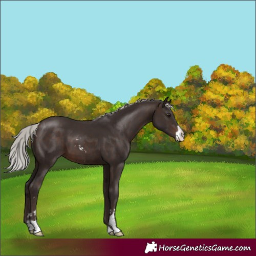 Horse Color:Silver Brown Sabino 