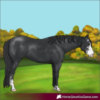 Horse Color:Black Sabino
