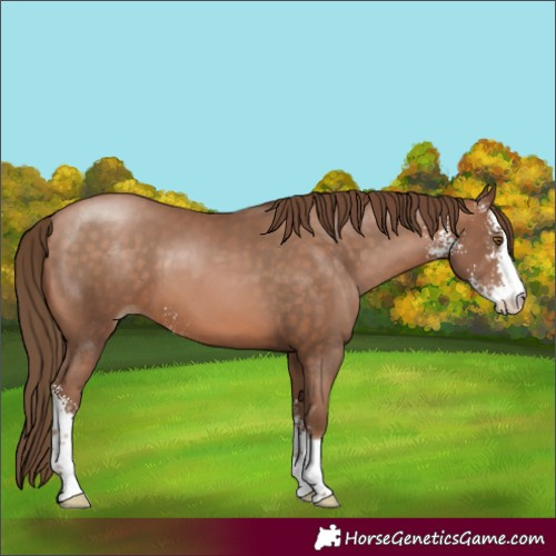 Horse Color:Brown Pearl Sabino 
