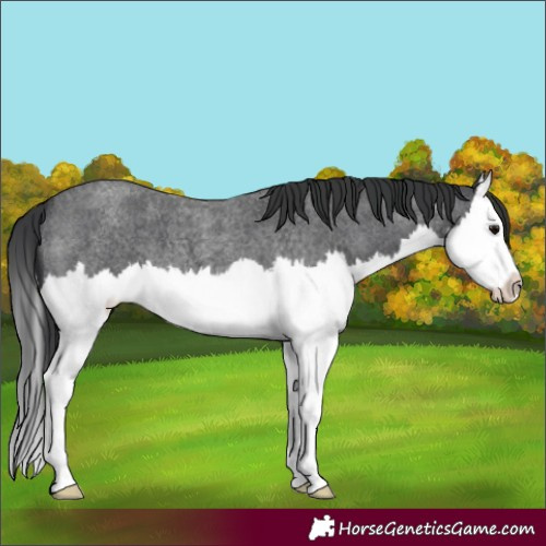 Horse Color:Blue Roan Splash 