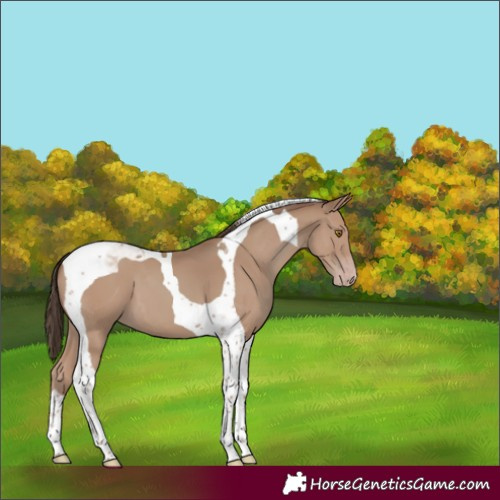Horse Color:Classic Champagne Tobiano
