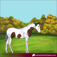 Horse Color:Brown Splash Tobiano 