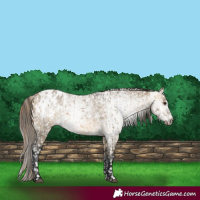 Horse Color:Buckskin Dun Appaloosa  and Gray Buckskin Dun Appaloosa 