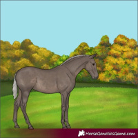 Horse Color:Silver Black Rabicano 
