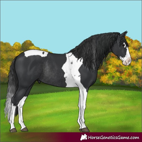 Horse Color:Black Splash Tobiano Rabicano 