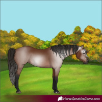 Horse Color:Gray Bay 