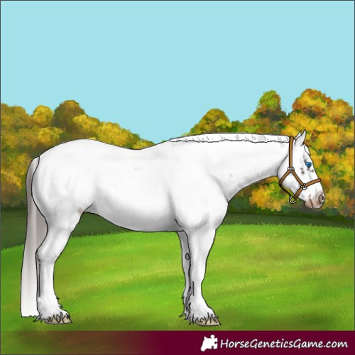 Horse Color:Liver Chestnut Sabino Splash Frame Snowcap 
