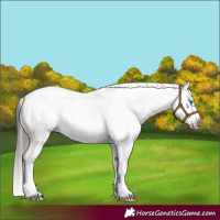 Horse Color:Liver Chestnut Sabino Splash Frame Appaloosa 