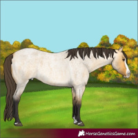 Horse Color:Buckskin Roan Dun Splash
