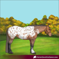 Horse Color:Bay Sabino Appaloosa 