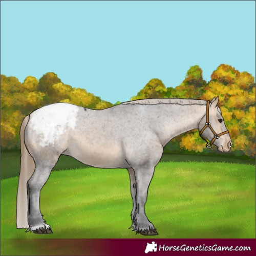 Horse Color:Buckskin Appaloosa