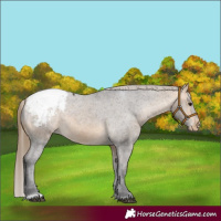Horse Color:Buckskin Snowcap 
