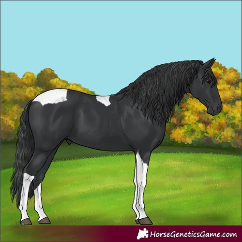 Horse Color:Black Tobiano 