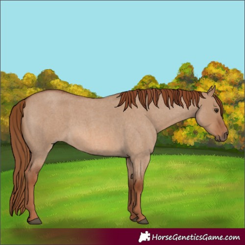Horse Color:Red Dun Roan 