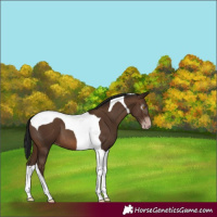Horse Color:Gray Sable Champagne Tobiano 