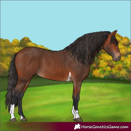 Horse Color:Bay Tobiano 
