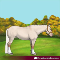 Horse Color:Silver Amber Champagne Dun Tobiano Rabicano 