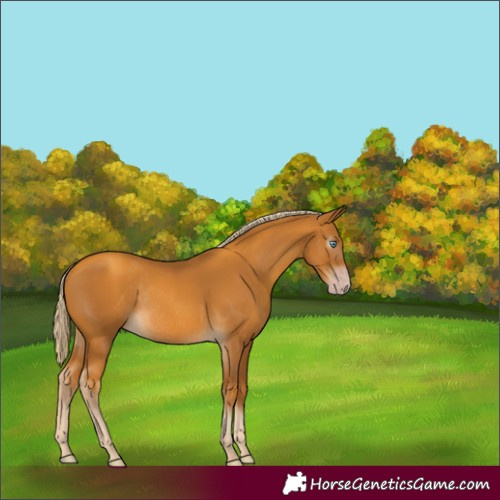 Horse Color:Gray Gold Cream Champagne Rabicano